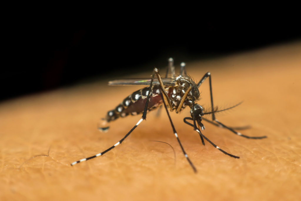 Aedes Aegypti, mosquito transmissor do zika virus
