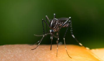 Zika vírus e chikungunya: sintomas, tratamento e prevenção
