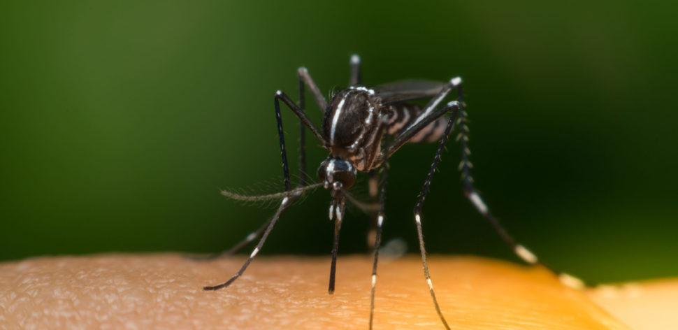 Zika vírus e chikungunya: sintomas, tratamento e prevenção