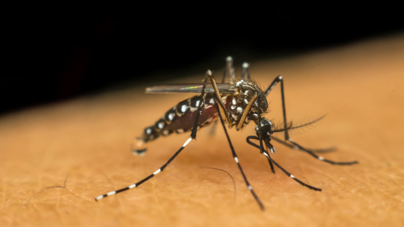 Estudo da Fiocruz mostra impactos do zika na sociedade