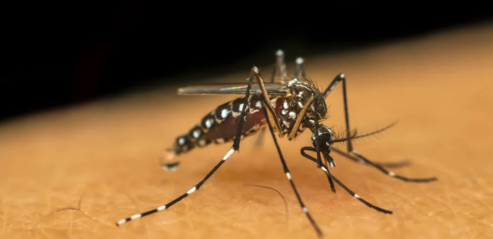 Estudo da Fiocruz mostra impactos do zika na sociedade