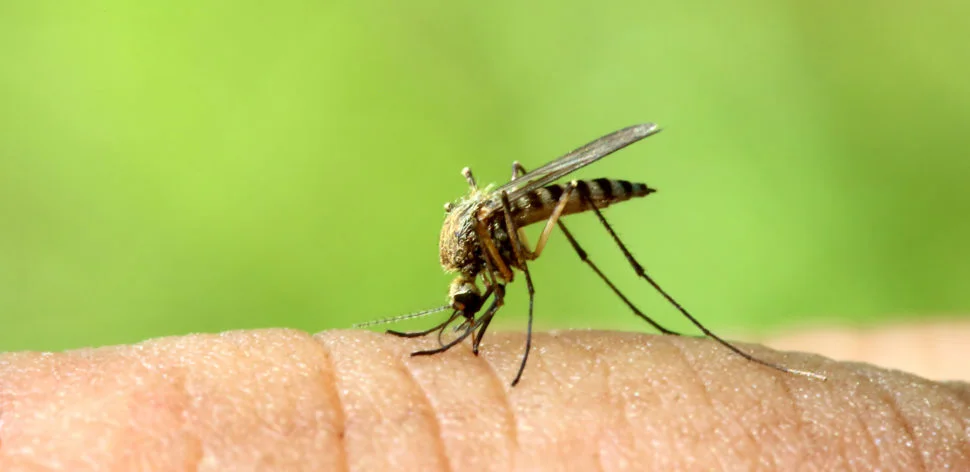 Foco nas doenças causadas por mosquitos