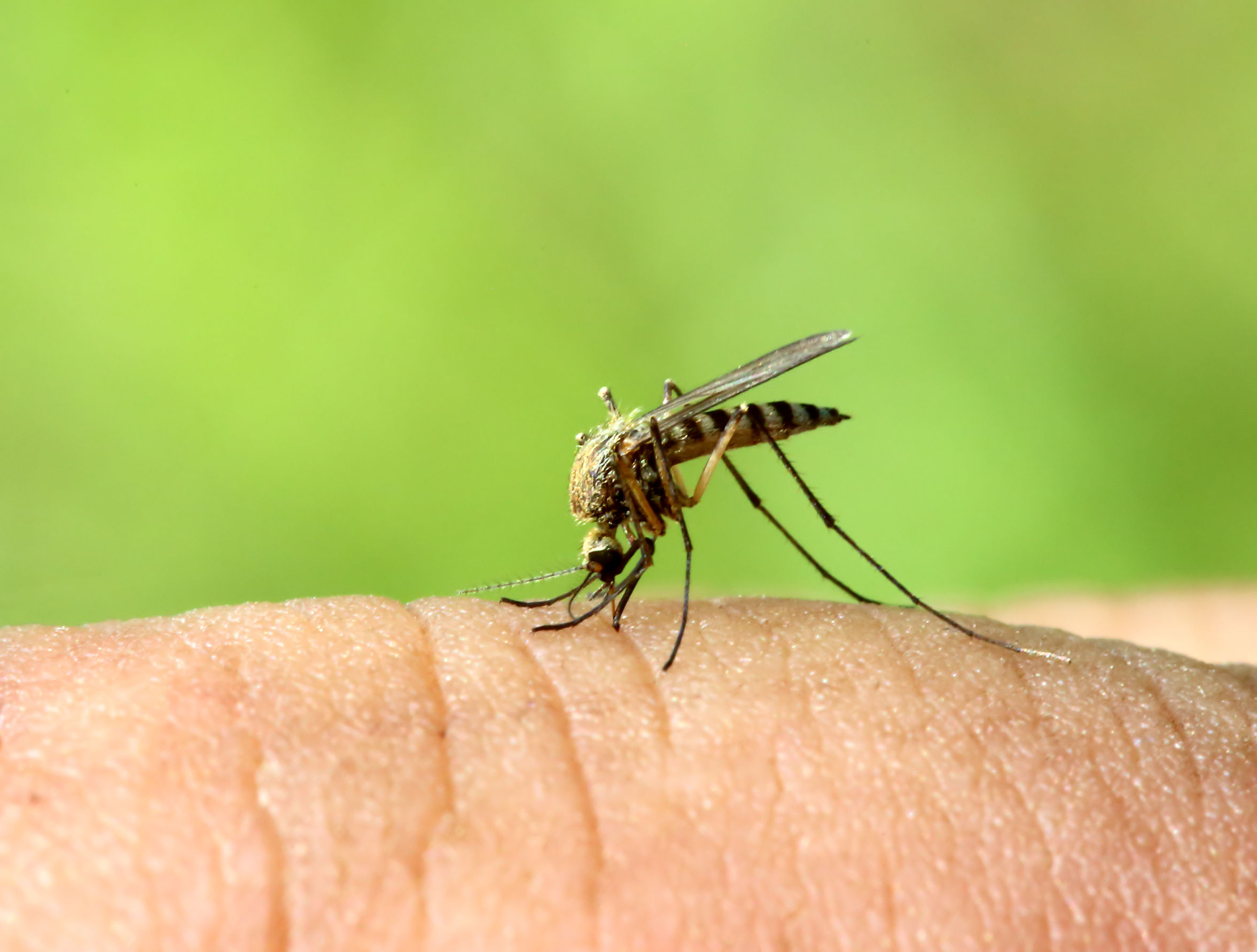 Инфекции передающиеся через укусы кровососущих насекомых. Комар. Комары и мошки. Насекомые комар.