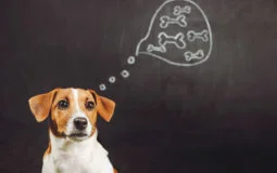 5 perguntas e respostas sobre a alimentação de cães