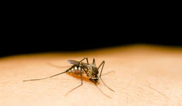 Rio de Janeiro tem novo vírus similar ao chikungunya
