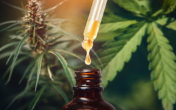 Remédios à base de Cannabis liberados: conheça os usos