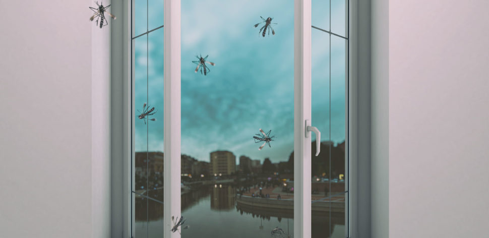 Mosquitos “do bem” são liberados para evitar doenças