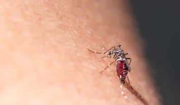 Dengue, zika e chikungunya: diferenças e sintomas das três doenças