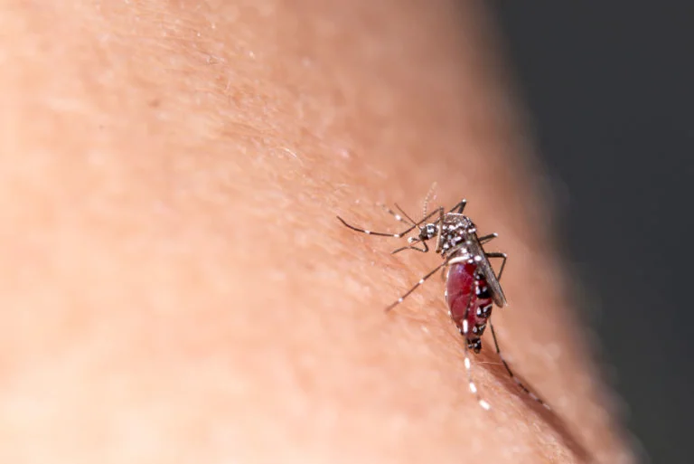 dengue-zika-chikungunya