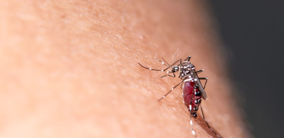 Conheça as diferenças entre a dengue, zika e chikungunya