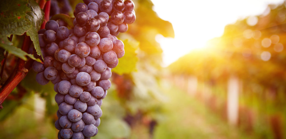 Conheça os benefícios dos polifenóis da uva
