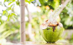 Água de coco: conheça os principais benefícios