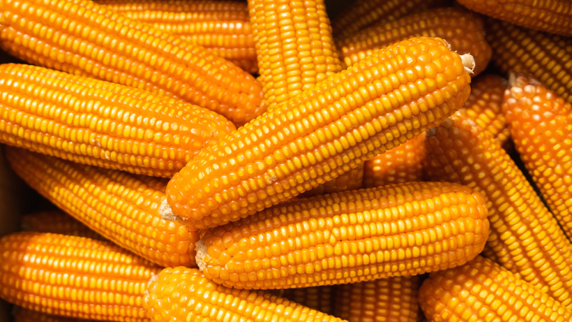 Saiba quais são os benefícios do milho para a saúde