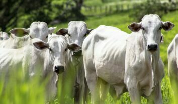 Mal da vaca louca: caso é reconhecido no Brasil