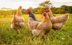 Gripe aviária: entenda o que está acontecendo