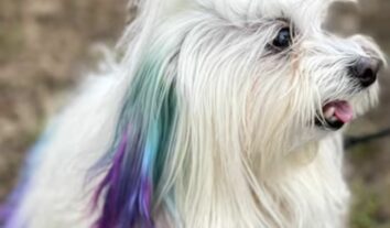 Colorir pelos dos pets é seguro? Veterinária responde
