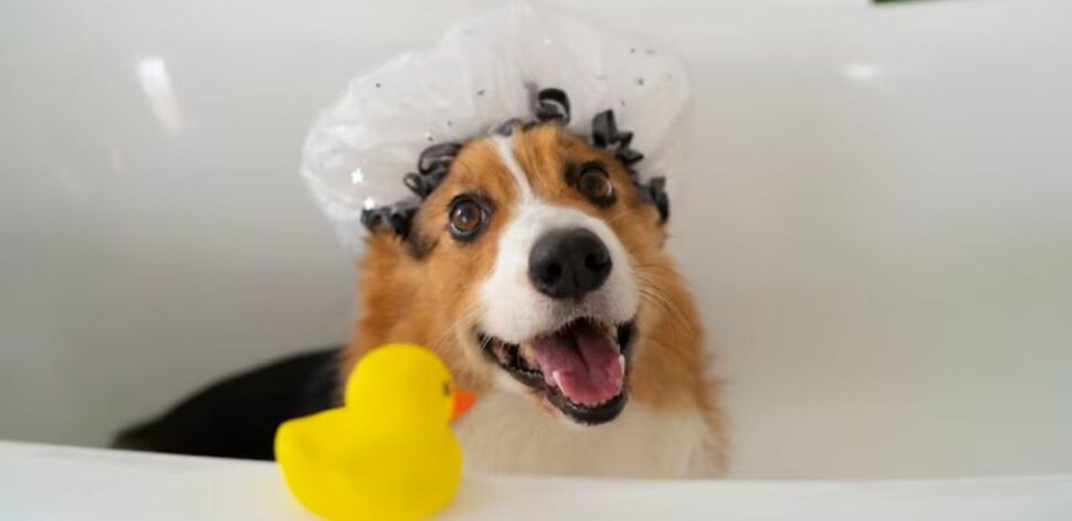 Banho no cachorro: de quanto em quanto tempo deve acontecer?