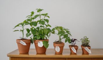 Ora-pro-nóbis: é possível cultivar a planta em casa?
