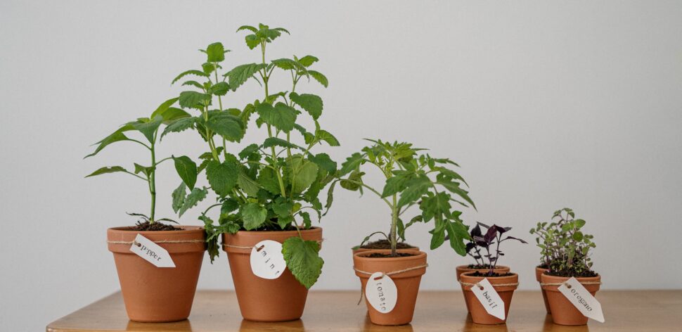 Ora-pro-nóbis: é possível cultivar a planta em casa?