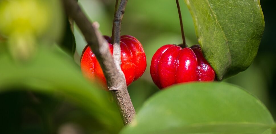 5 benefícios da pitanga: fruta é ótima aliada para a sua saúde