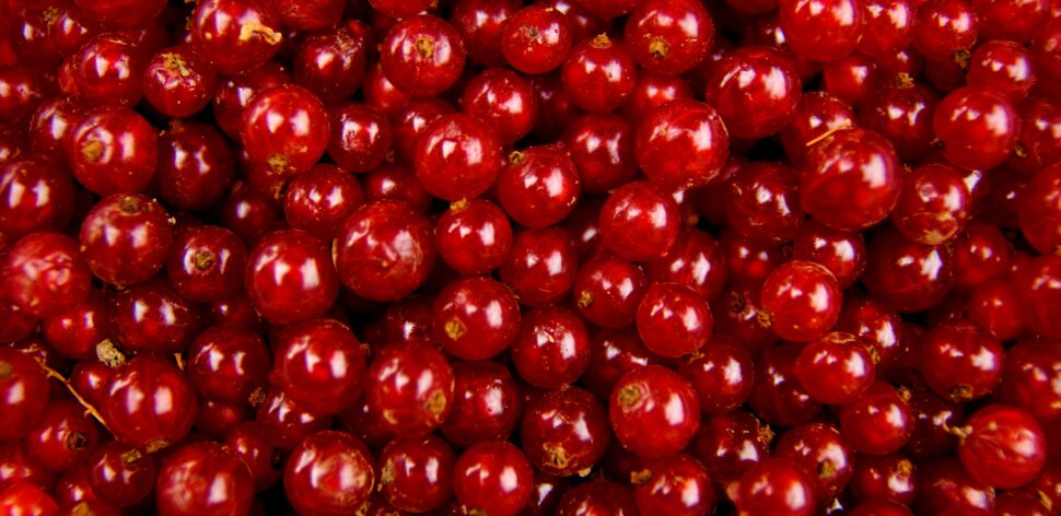 Cranberry ajuda a eliminar o cocô? Veja benefícios da fruta
