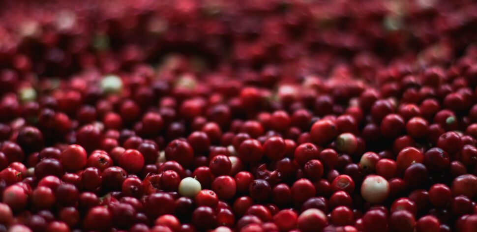 Cranberry pode ajudar a controlar a glicemia? Veja estudo