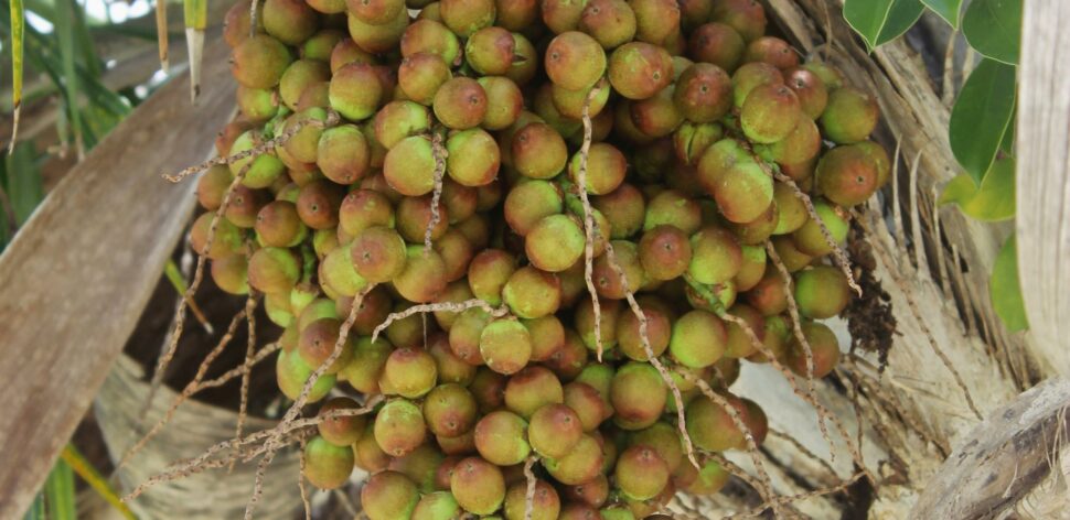 O que é licuri? Descubra os benefícios deste fruto típico da Caatinga