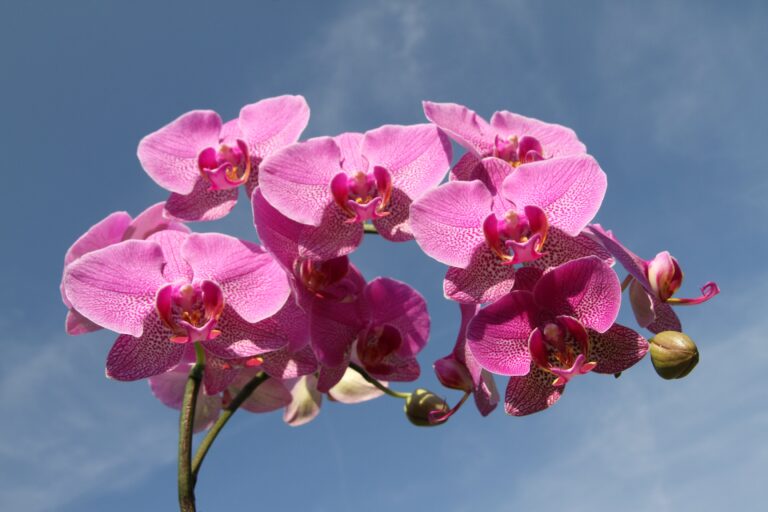 alho-na-orquídea