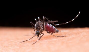 Dengue: a vacina no Brasil, os sintomas e a prevenção