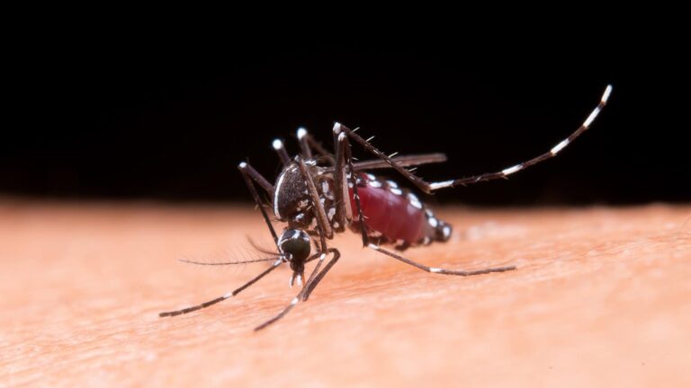 Dengue: a vacina no Brasil, os sintomas e a prevenção - Foto: Freepik.com