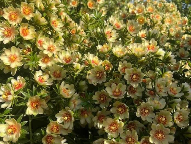 Ora-pro-nóbis: vídeo mostrando florada e viraliza; quais os benefícios da planta?