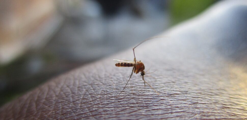 Aedes aegypti tem tipo de sangue preferido? Veja mitos e verdades sobre a Dengue