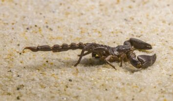 Picada de escorpião: veja onde encontrar soro antiescorpiônico em São Paulo