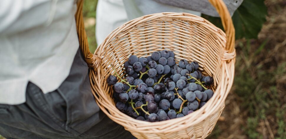 Suco de uva integral reduz a pressão arterial? Veja 4 benefícios