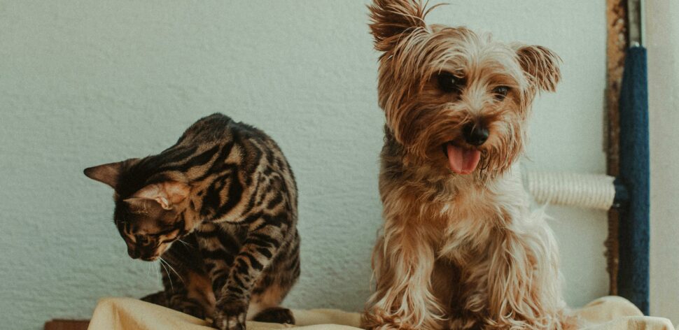 Você sabe qual é a quantidade ideal de ração para cães e gatos?