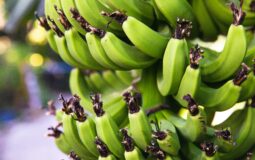Quais são os benefícios da banana verde para a saúde?