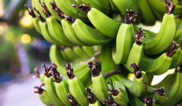 Quais são os benefícios da banana verde para a saúde?
