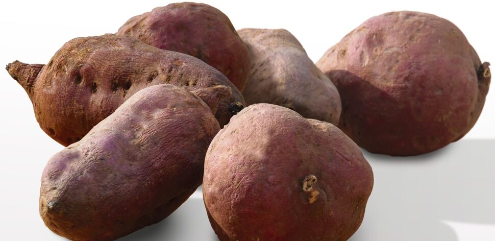 Como a batata-doce pode reduzir o risco de câncer? Veja benefícios
