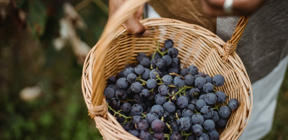Uva: 3 benefícios que a fruta pode trazer para a sua saúde