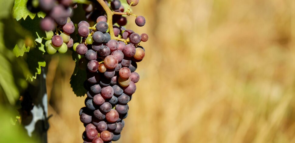 Consumo de uva pode ajudar na saúde da pele? Veja benefícios