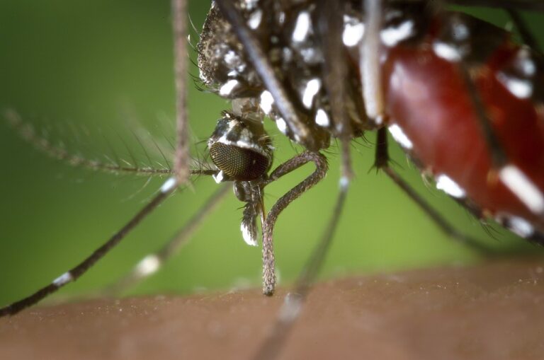 dengue-o-que-é-Aedes-aegypti