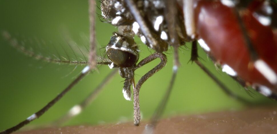 Você sabe o que é dengue? Descubra origem e como se proteger