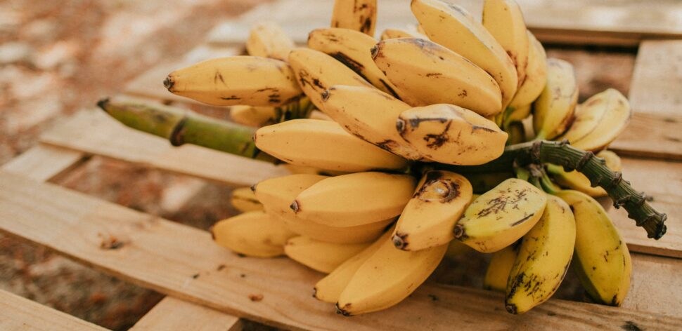 Como conservar a banana por mais tempo? Veja dicas práticas
