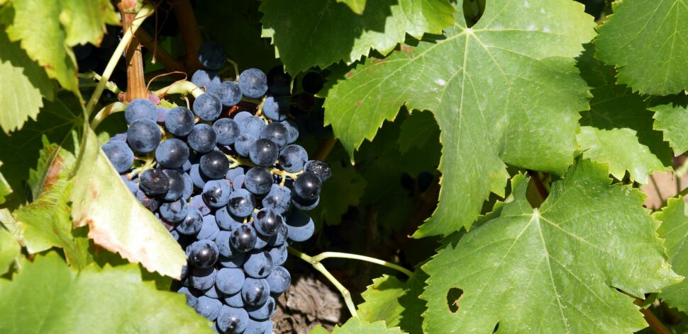 Suco de uva integral: 4 benefícios dessa bebida nutritiva e refrescante