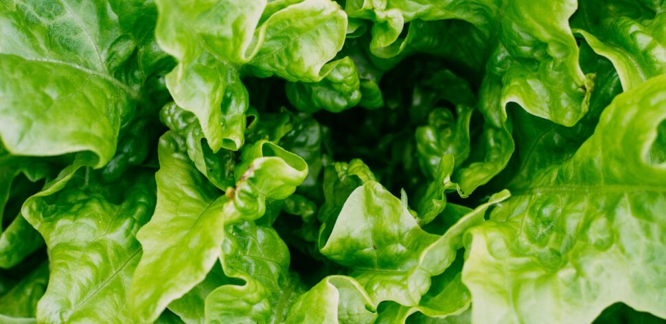 Vegetais verdes: qual a importância do consumo para a saúde do homem? Veja benefícios