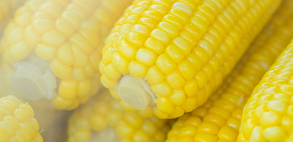 Comer milho ajuda na glicemia? Veja 4 benefícios do alimento