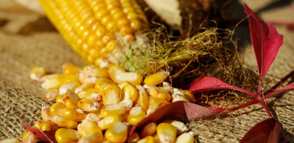 Verdade ou mito: comer milho engorda?