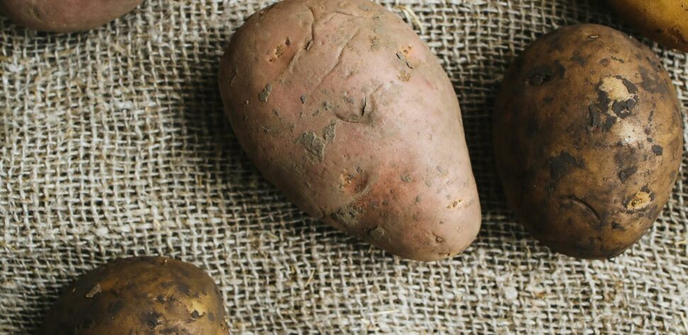 Como plantar batata-doce do jeito certo? Veja o guia