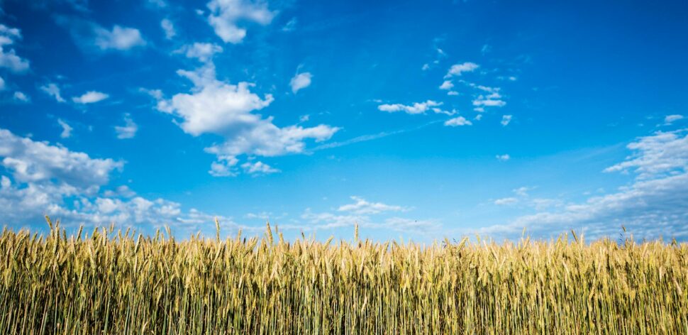 Você sabe de onde vem o milho? Entenda a trajetória do cereal até o seu prato