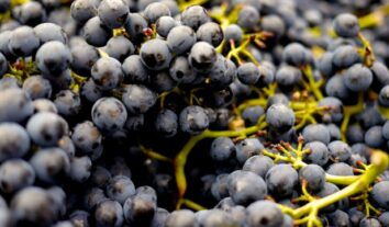 Como limpar uvas: bicarbonato de sódio funciona? Veja dicas